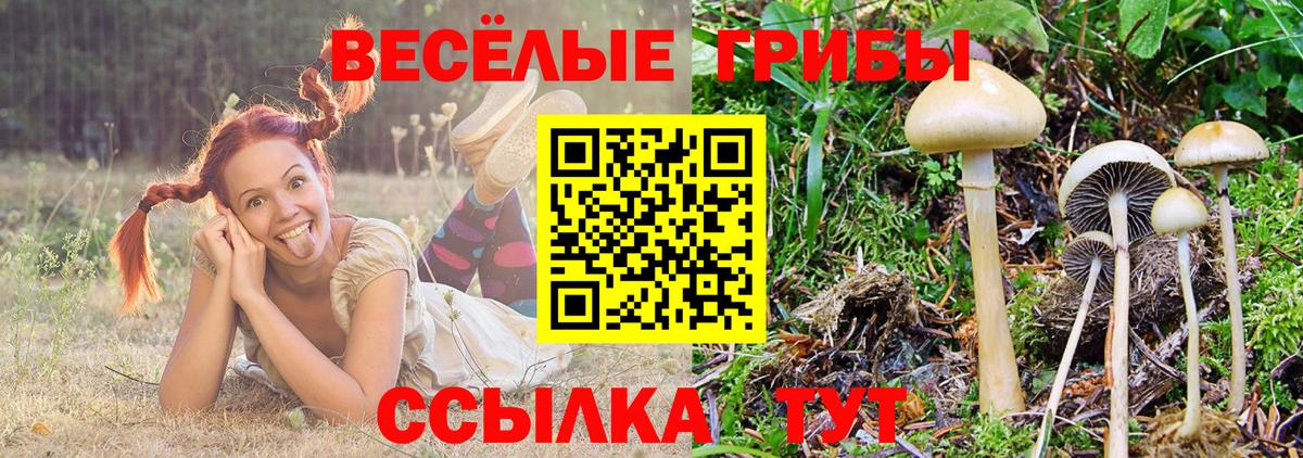 Псилоцибиновые грибы Psilocybe Череповец